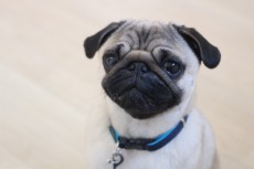 犬の保育園　ばうびー　犬のしつけ　犬のトレーニング　吉祥寺　パグ　おすわり