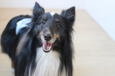 犬の保育園　犬のしつけ　犬のトレーニング　吉祥寺　ばうびー　シェルティー　シェットランドシープドッグ　笑顔
