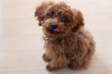 犬の保育園　犬のしつけ　犬のトレーニング　吉祥寺　ばうびー　トイプードル　人慣れ　