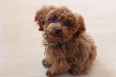 犬の保育園　犬のしつけ　犬のトレーニング　吉祥寺　ばうびー　トイプードル　人慣れ　