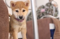 犬の保育園　ばうびー　犬のしつけ　犬のトレーニング　吉祥寺　柴犬　パピー　子犬