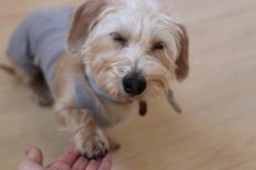 犬の保育園　犬のしつけ　犬のトレーニング　吉祥寺　ワイヤーヘアードミニチュアダックスフンド　おかわり