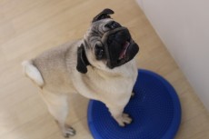 　犬の保育園　ばうびー　犬のしつけ　犬のトレーニング　吉祥寺　体幹トレーニング　バランスディスク　犬の筋肉　パグ