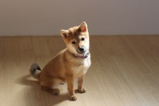 犬の保育園　ばうびー　犬のしつけ　犬のトレーニング　吉祥寺　柴犬　パピー　子犬のしつけ　おすわり