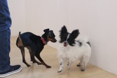 犬の保育園　ばうびー　犬のしつけ　犬のトレーニング　吉祥寺　犬のお友達　犬同士　遊び　パピヨン　ミニチュアピンシャー