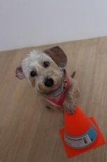 犬の保育園　犬のしつけ　犬のトレーニング　吉祥寺　ワイヤーヘアードミニチュアダックスフンド　タッチ