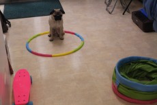 犬の保育園で色々な物に慣れる練習