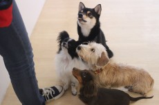 犬の保育園で他のわんちゃんと一緒にオスワリ