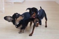 犬の保育園で遊びました。