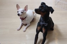 犬と仲良く　一緒に過ごす