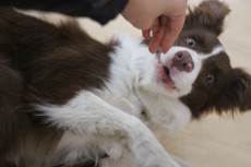 トリック　練習　中型犬　バーン