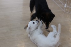 ペキニーズ×ミニチュアダックスフンド　柴犬　犬の保育園　犬の社会化レッスン　犬のお友達　レッスン