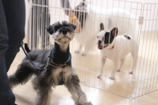 フレンチブルドッグ　シュナウザー　犬の保育園　社会化レッスン
