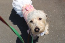 犬の保育園　お外でレッスン　歩行練習　まて　トレーニング