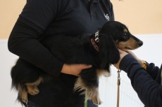 ダックスフンド　抱っこ　リードを着ける　レッスン