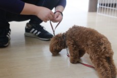 トイプードル おやつをあげながら レッスン