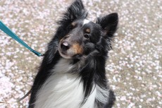 シェットランドシープドッグの三郎くん　犬の保育園　おすわり、まての練習　お外のトレーニング　吉祥寺