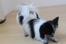 犬の保育園　パピヨン　室内レッスン