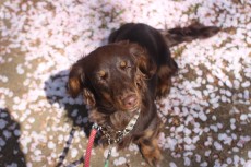 犬の保育園　お外のトレーニング　吉祥寺　まての練習