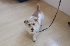 ワイヤーヘアードミニチュアダックスフンドの小梅ちゃん　歩行練習　室内のレッスン　犬の保育園