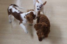 犬の保育園　室内レッスン　犬のお友達と仲良し　犬の社会　室内レッスン