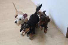 犬の保育園　室内トレーニング　お友達とトレーニング