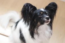 パピヨン　犬の保育園　室内レッスン　まての練習