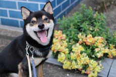 お散歩　吉祥寺　犬の保育園　柴犬　まて　カメラ撮影　屋外トレーニング