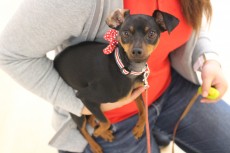 ピンシャー　抱っこ練習　犬の保育園　室内でトレーニング
