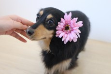 ダックスフンド　触れる練習　犬の保育園　室内トレーニング