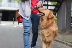 犬の保育園　ゴールデンレトリーバー　マンツーマントレーニング　お散歩練習　お外でトレーニング　三鷹　吉祥寺　都内