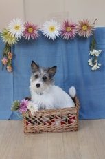 ジャックラッセルテリア　箱　おすわり　トレーニング　犬の保育園　お花