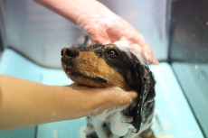 ダックスフンド　シャンプー　犬の保育園　上手