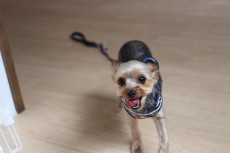 ヨークシャーテリア　犬の保育園　まて　レッスン