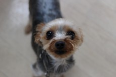 ヨークシャーテリア　犬のトレーニング　保育園　室内レッスン