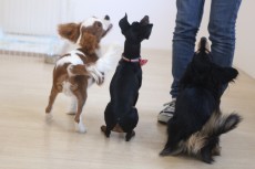 みんなでオスワリの練習