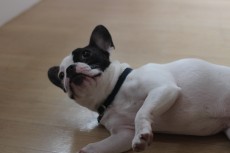 フレンチブルドッグ　ごろん　レッスン　犬の保育園