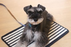 犬の保育園　シュナウザーのクオンくん　ブランケットの上　ふせ　上手にレッスン
