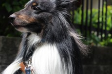 犬の保育園　シェットランドシープドッグ　おすわり　お外のレッスン　社会化練習