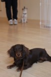 犬の保育園　ダックスフンド　犬のトレーニング　ふせ
