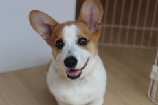 犬の保育園　コーギー　まて　室内のレッスン