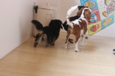 犬の保育園　ブランケット　レッスン　犬のお友達　トレーニング