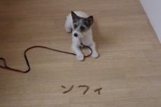 犬の保育園　おやつでお名前　ジャックラッセルテリアのソフィちゃん　まて　上手
