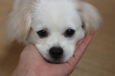 犬の保育園　ペキニーズ×ミニチュアダックスフンド　あごのせ　触れる練習　社会化