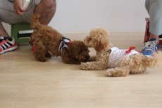 犬の保育園　お友達とレッスン　トイプードル　社会化トレーニング