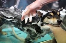 子犬　シャンプーに慣れる