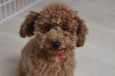 犬の幼稚園　トイプードル　室内レッスン　犬のしつけスクール　東京