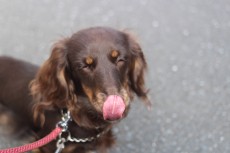 犬のお散歩レッスン　吉祥寺　犬のトレーニング　東京