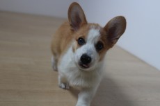 犬の幼稚園　コーギー　子犬のしつけ　吉祥寺