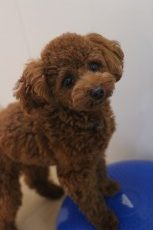 犬の体幹トレーニング　犬のバランス　犬のスクール　東京　トイプードル